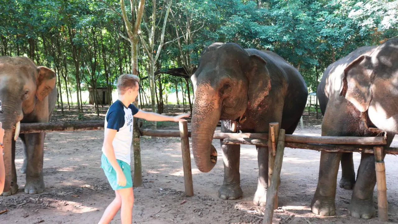 Hug Elephant Sanctuary Chiang Mai Category