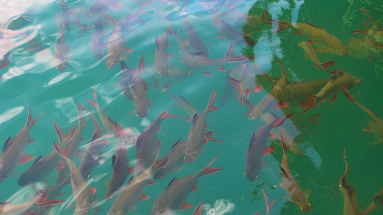 Khao Sok 2 Days Trip: Discover the Jungle Ticket