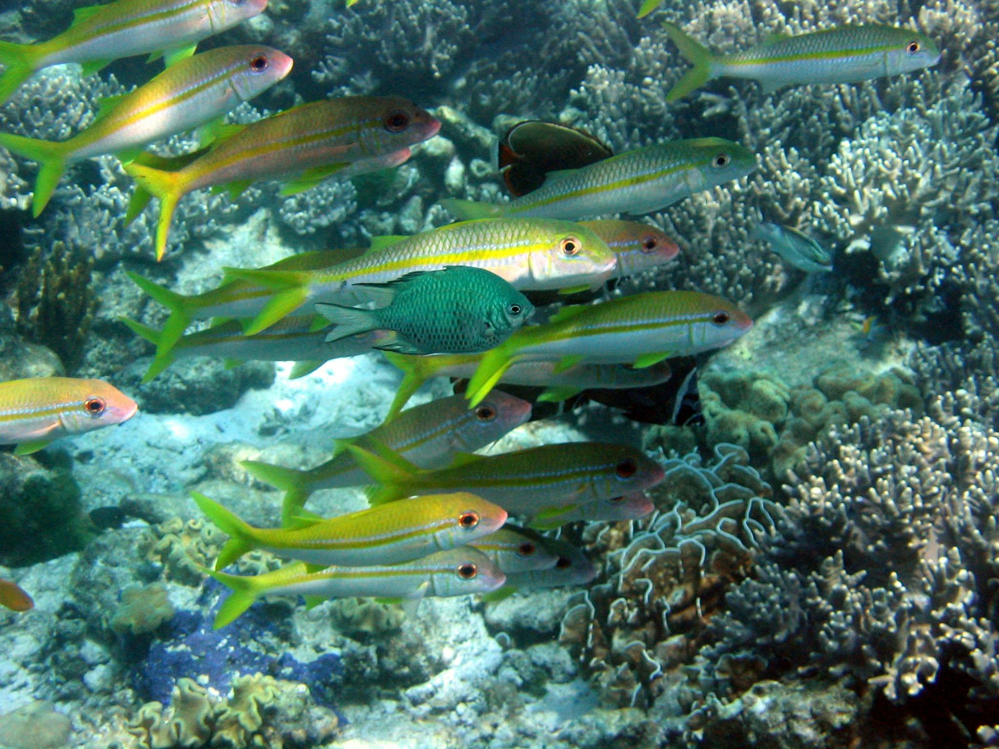 Surin Island Snorkeling Experience Location