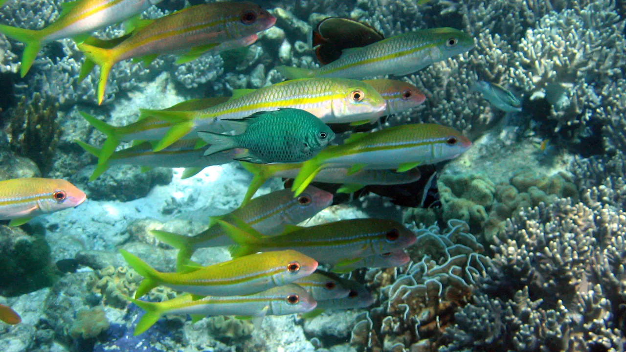 Surin Island Snorkeling Experience Location