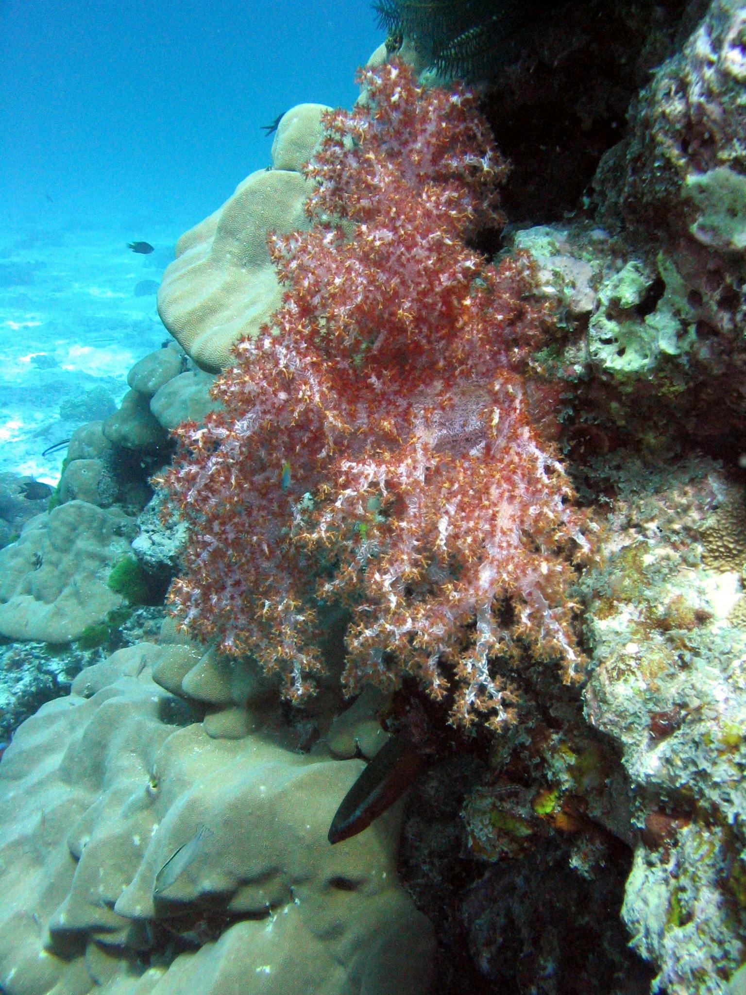 Surin Island Snorkeling Experience