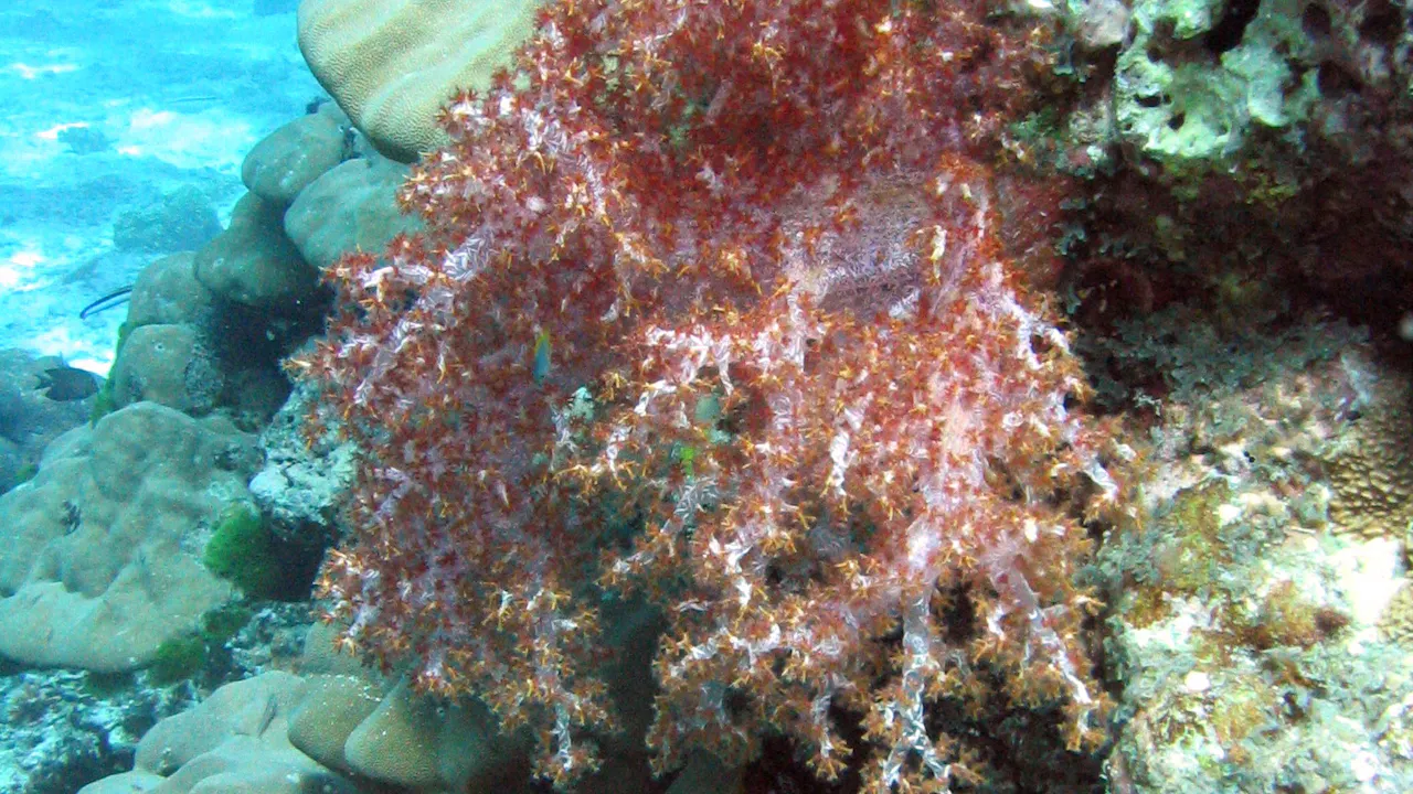 Surin Island Snorkeling Experience