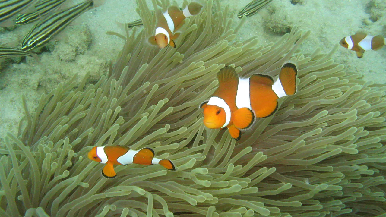 Surin Island Snorkeling Experience Discount