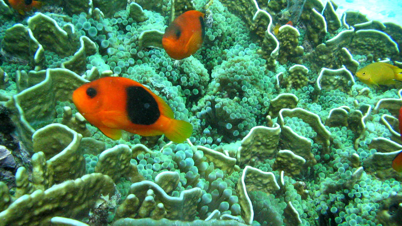 Surin Island Snorkeling Experience Category