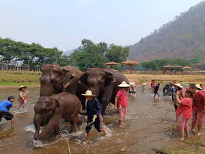 Secret Elephant Sanctuary Tour Ticket