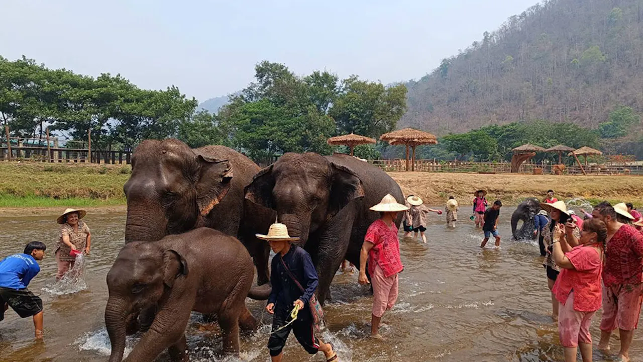 Secret Elephant Sanctuary Tour Ticket Ticket