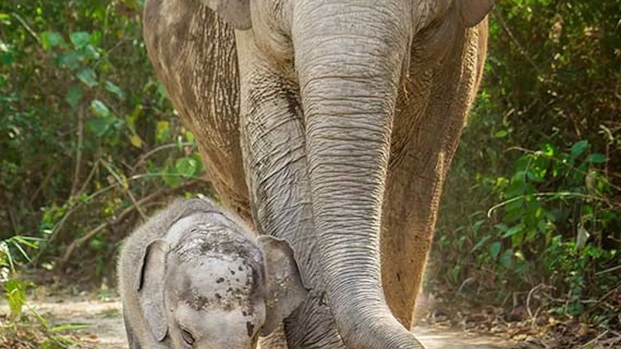 Elephant Jungle Sanctuary in Koh Samui Tickets