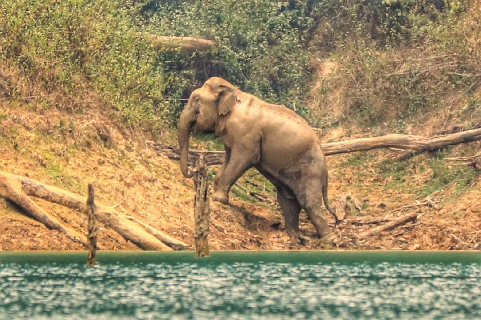 Khao Sok 2 Days Wildlife Adventure Price