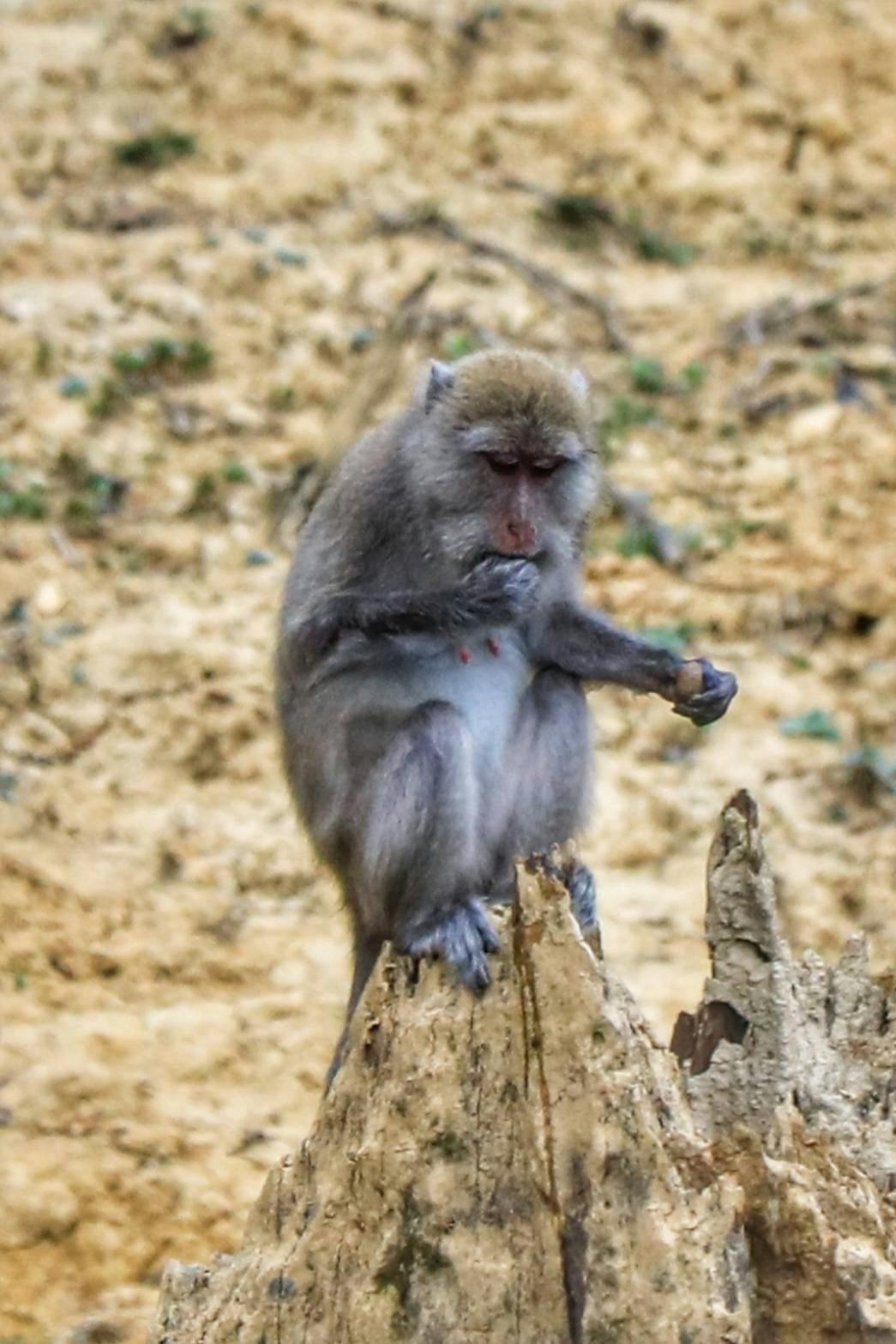 Khao Sok 2 Days Wildlife Adventure 