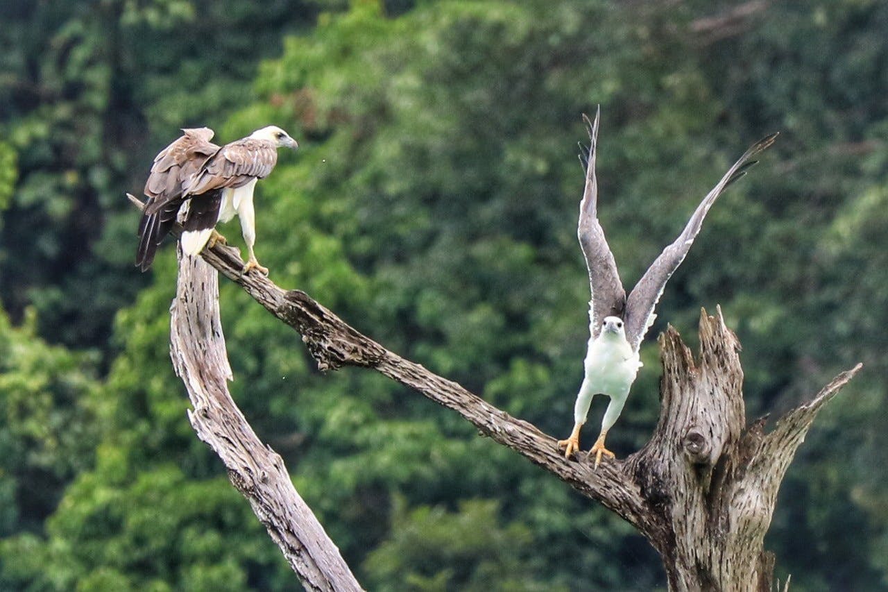 Khao Sok 2 Days Wildlife Adventure 