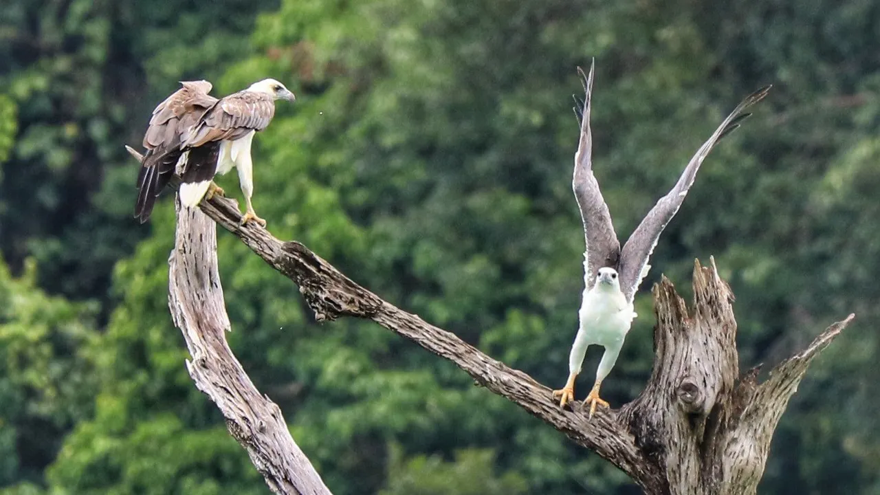 Khao Sok 2 Days Wildlife Adventure