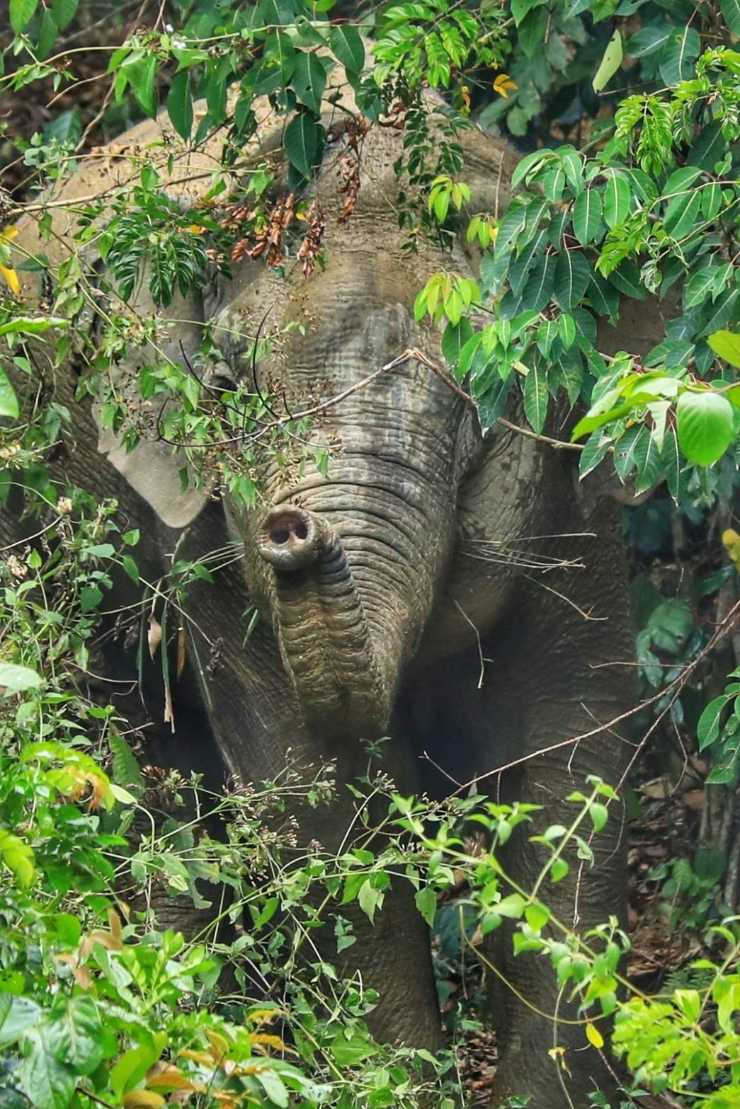 Khao Sok 2 Days Wildlife Adventure Thrillark