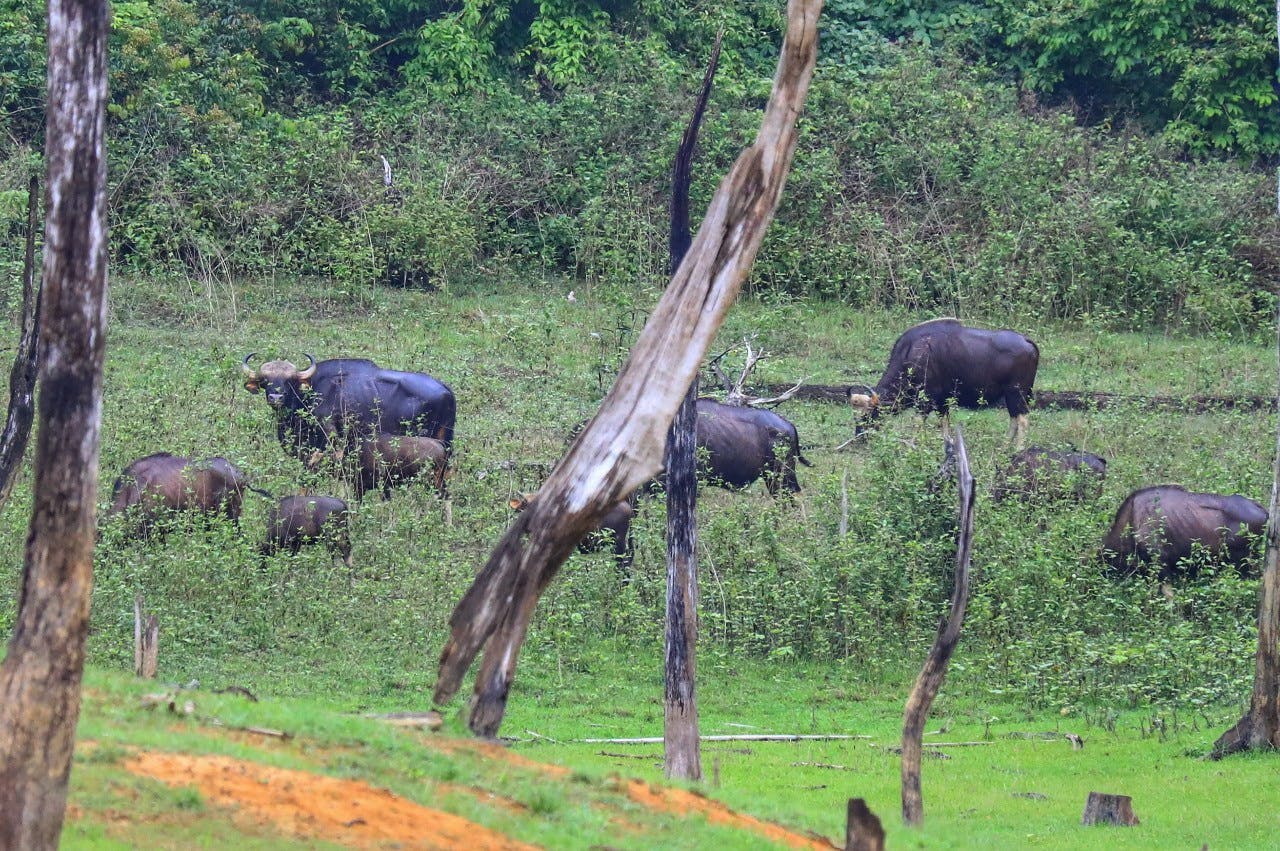 Khao Sok 2 Days Wildlife Adventure Category