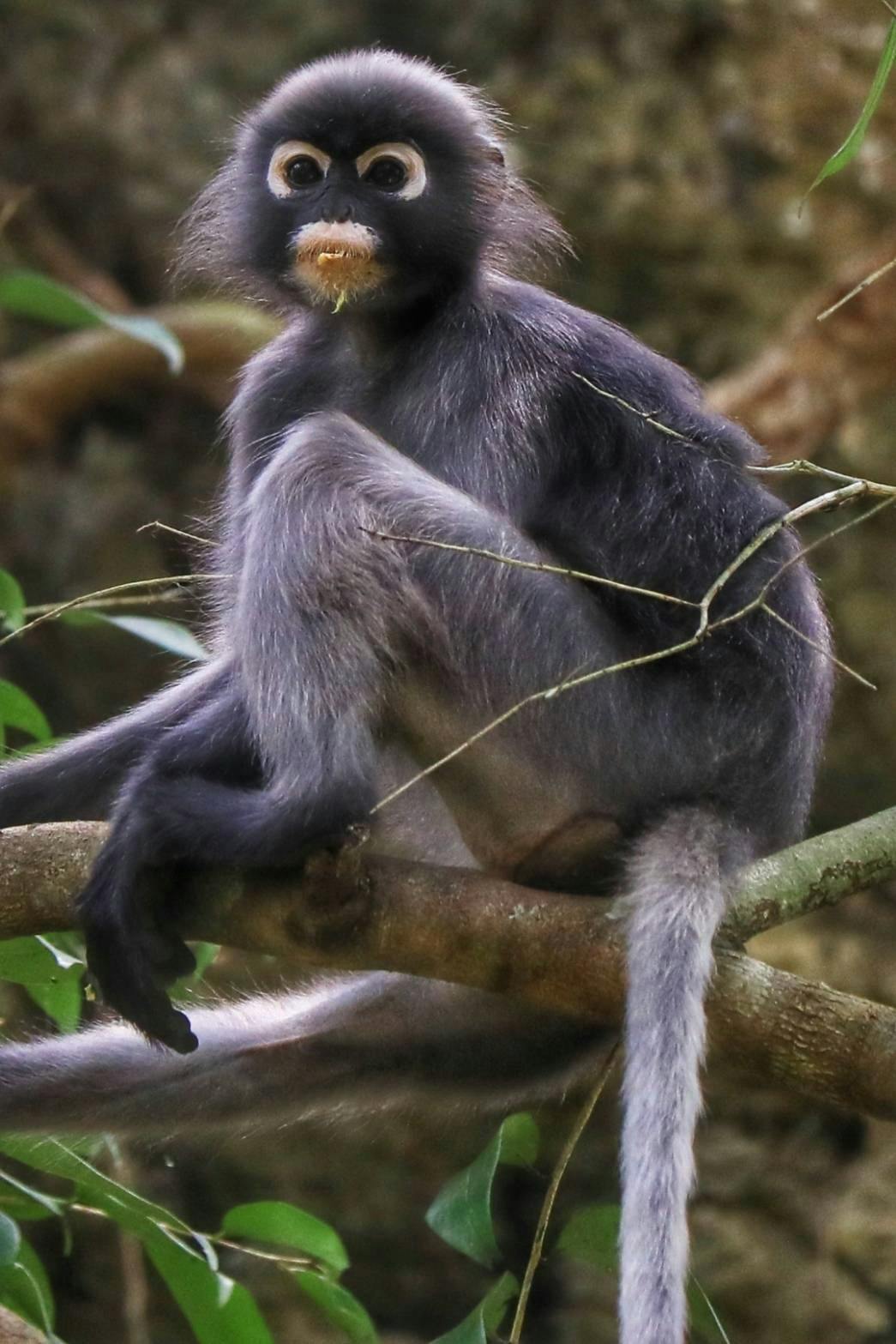 Khao Sok 2 Days Wildlife Adventure 