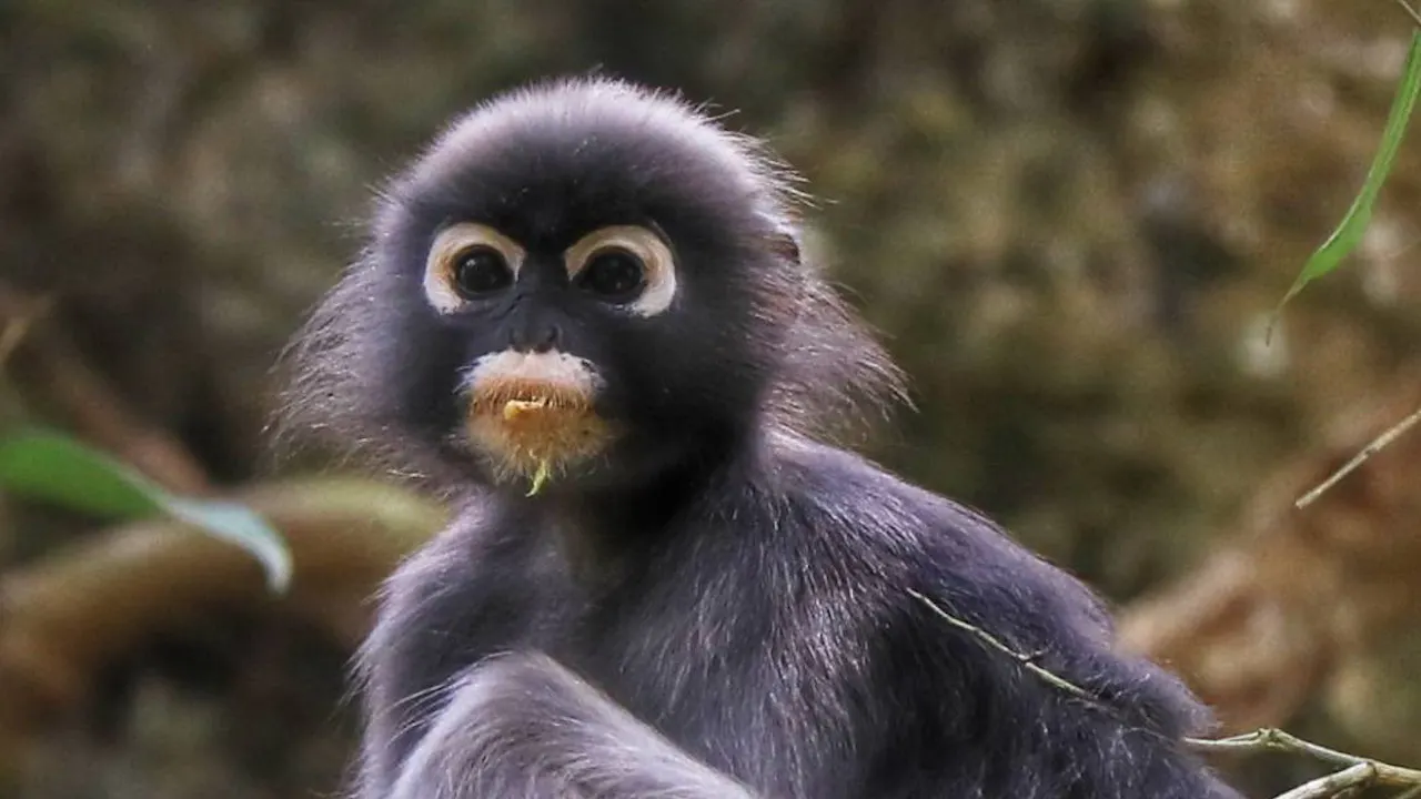 Khao Sok 2 Days Wildlife Adventure