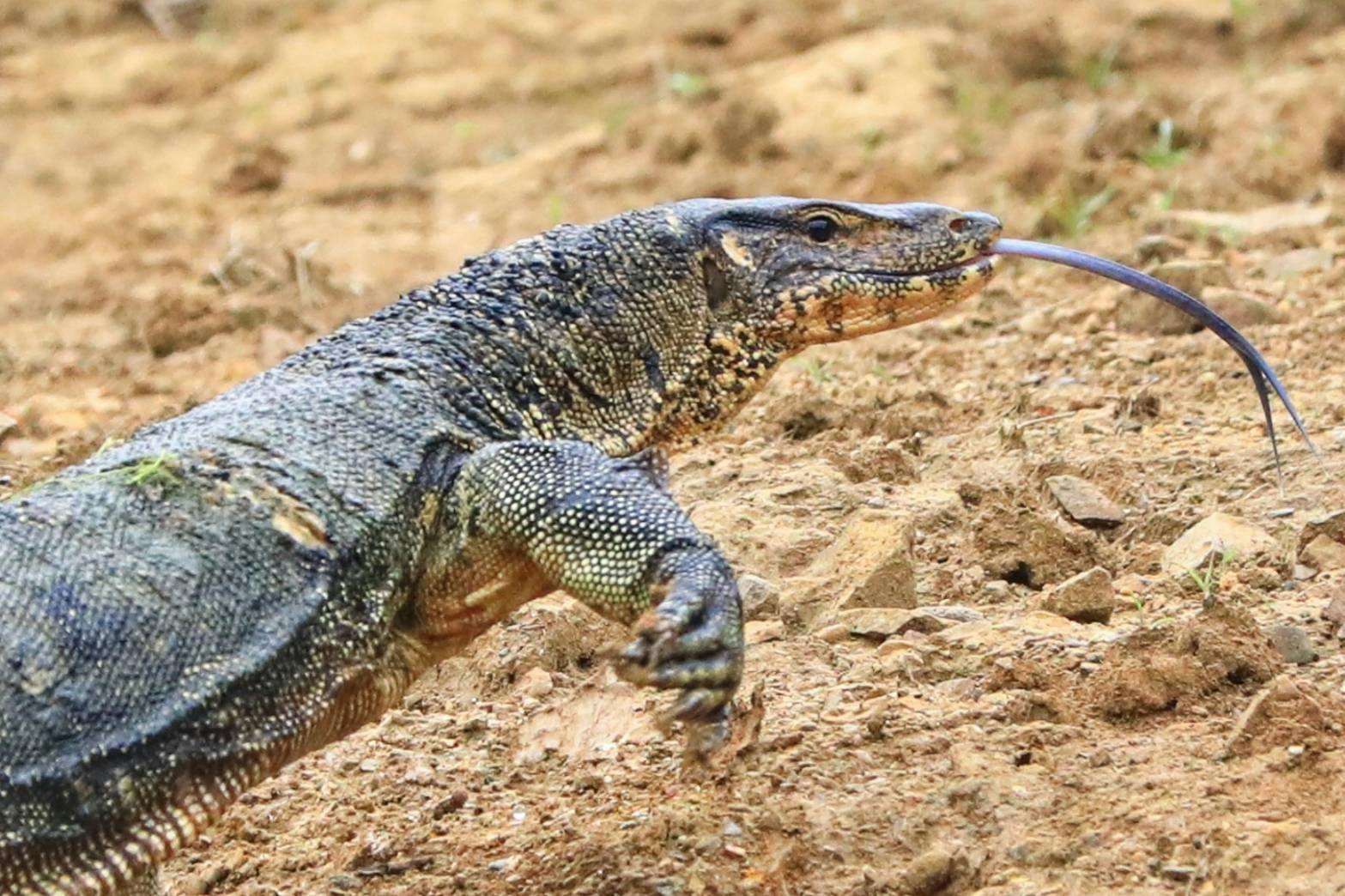 Khao Sok 2 Days Wildlife Adventure Review