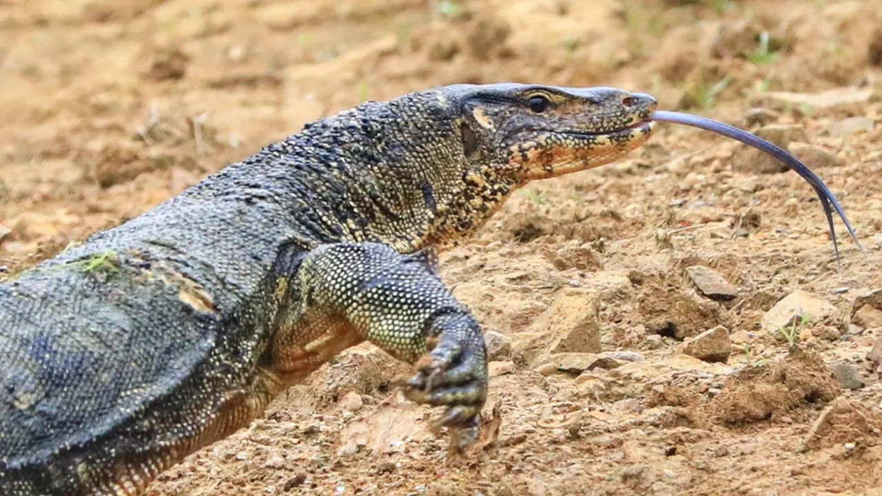 Khao Sok 2 Days Wildlife Adventure Review