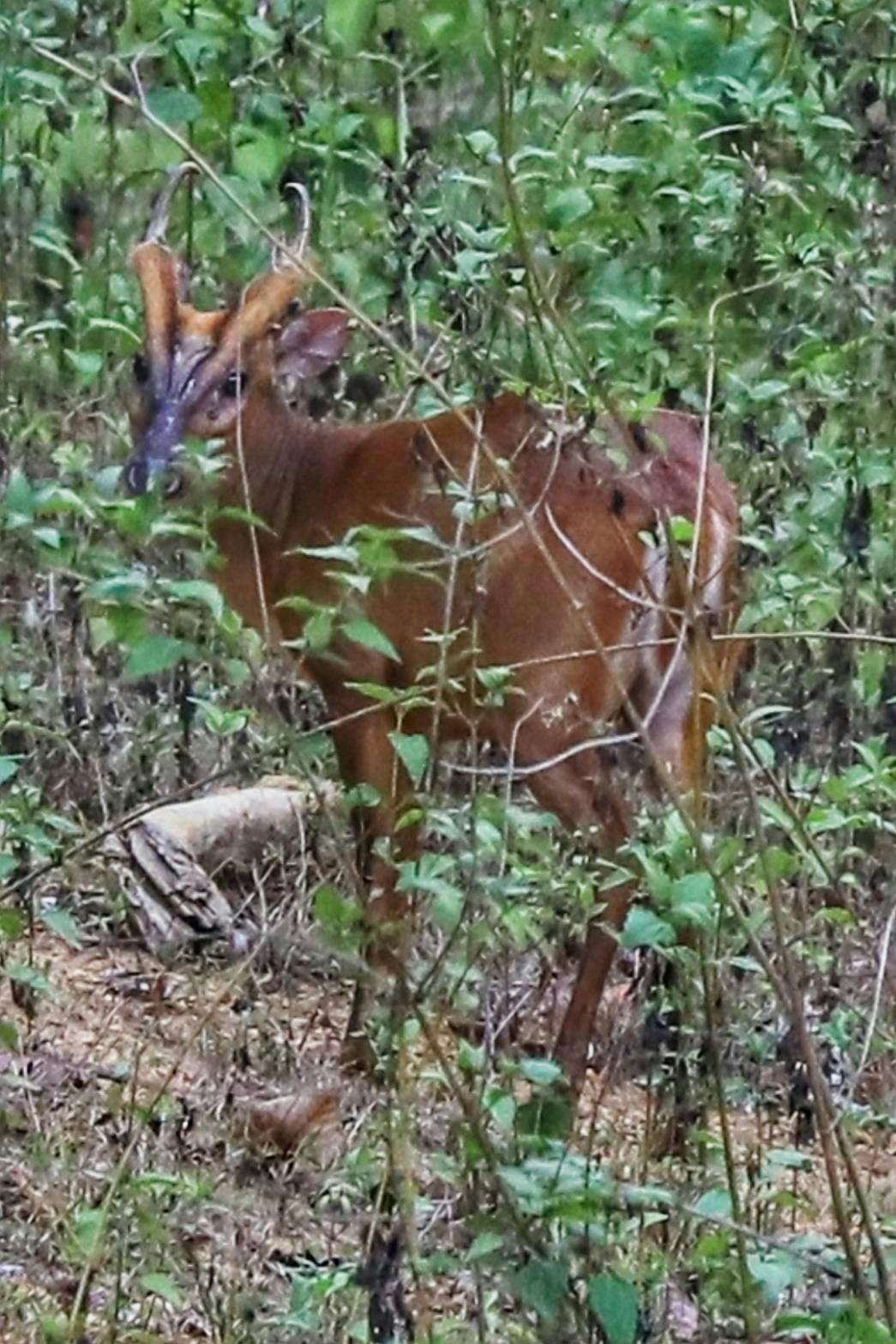 Khao Sok 2 Days Wildlife Adventure Discount