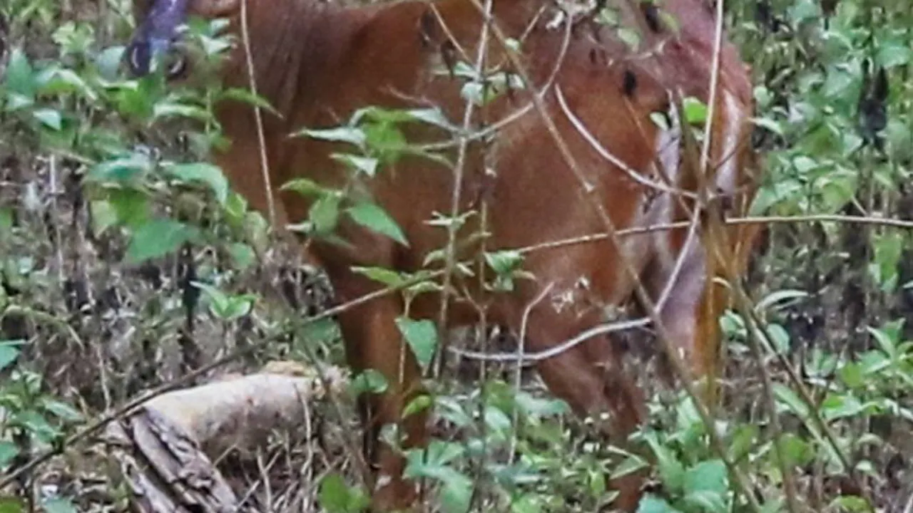 Khao Sok 2 Days Wildlife Adventure Discount