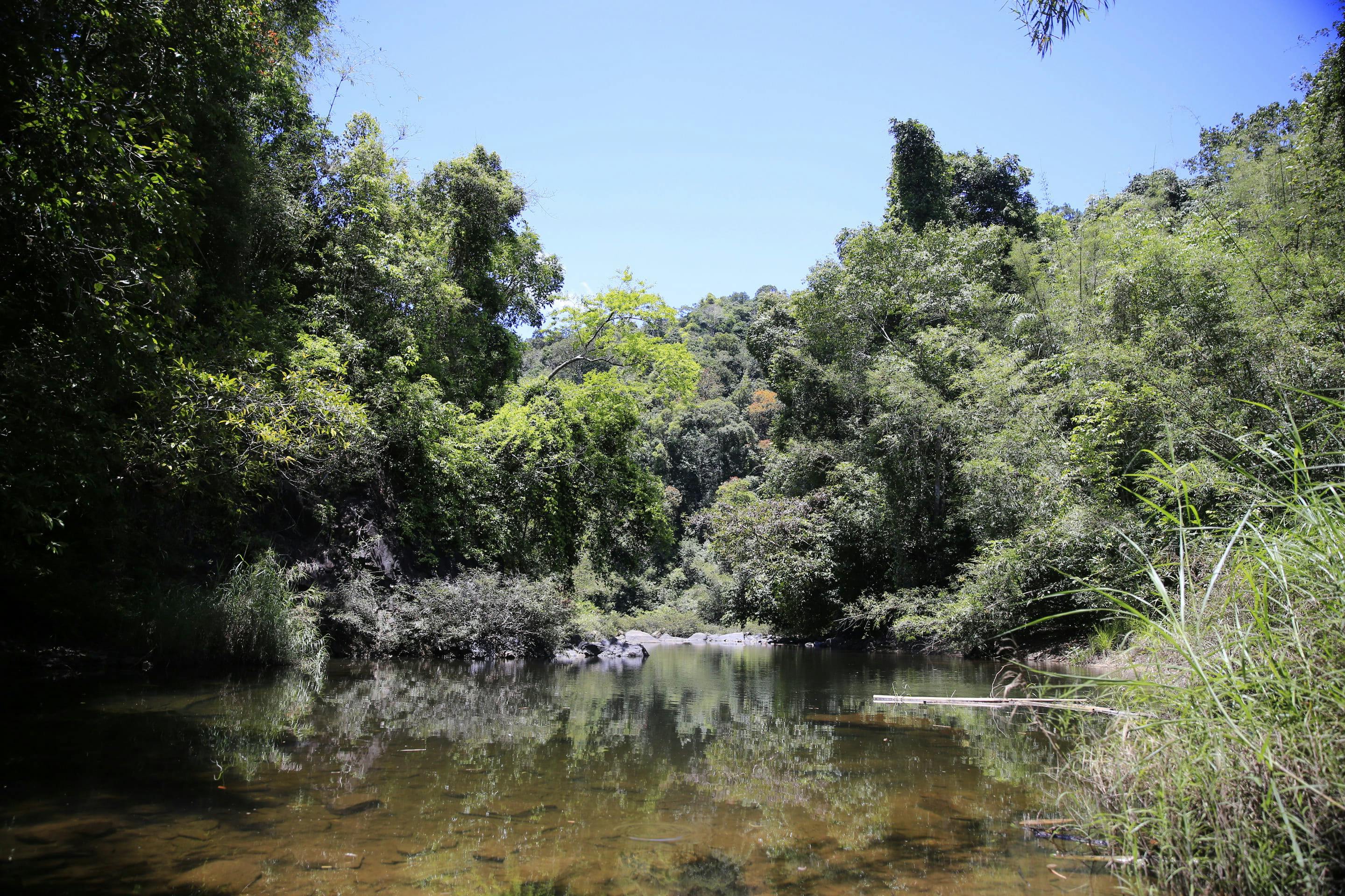 Khao Sok Jungle Trek Tour Thrillark