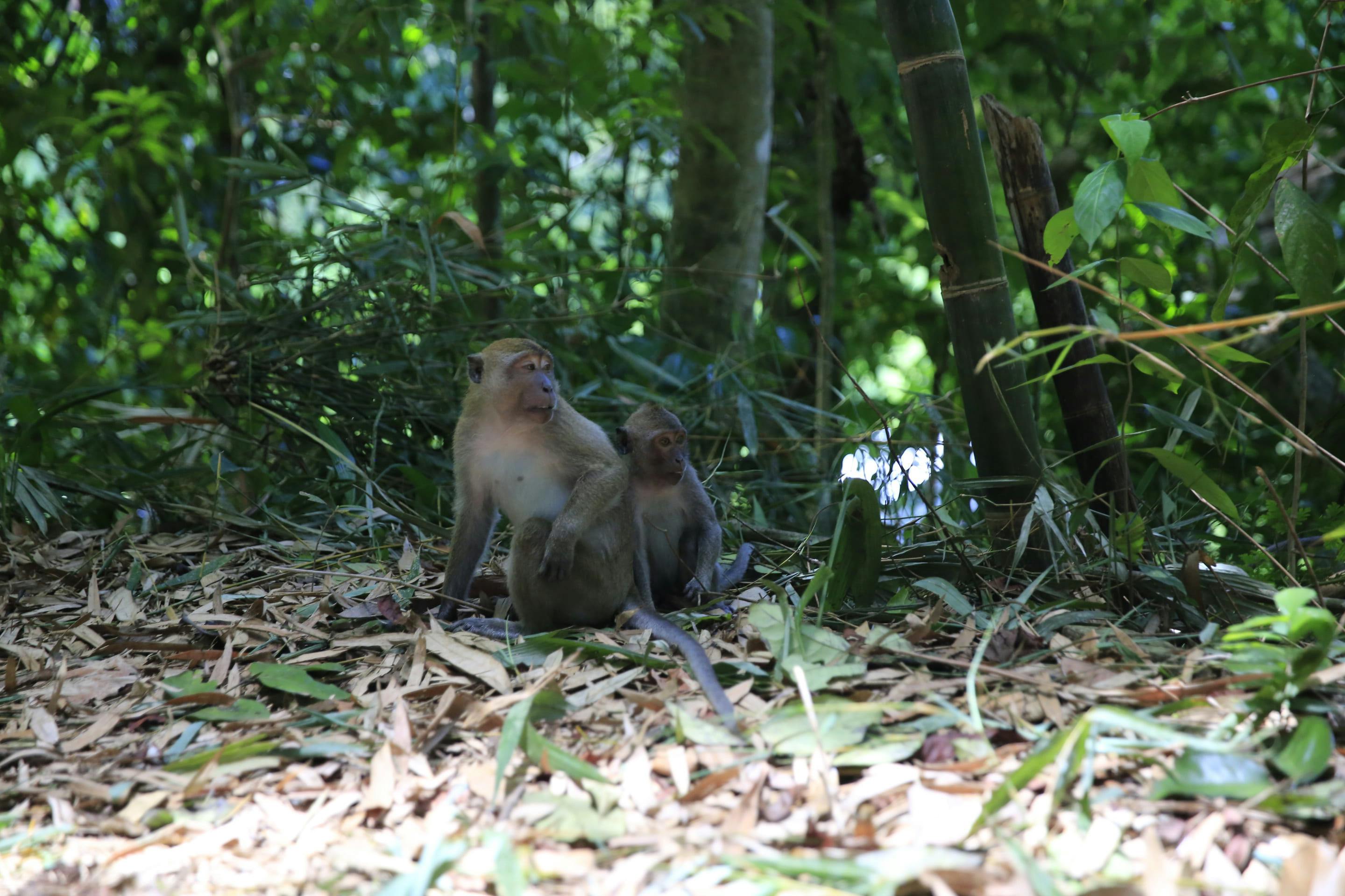 Khao Sok Jungle Trek Tour 