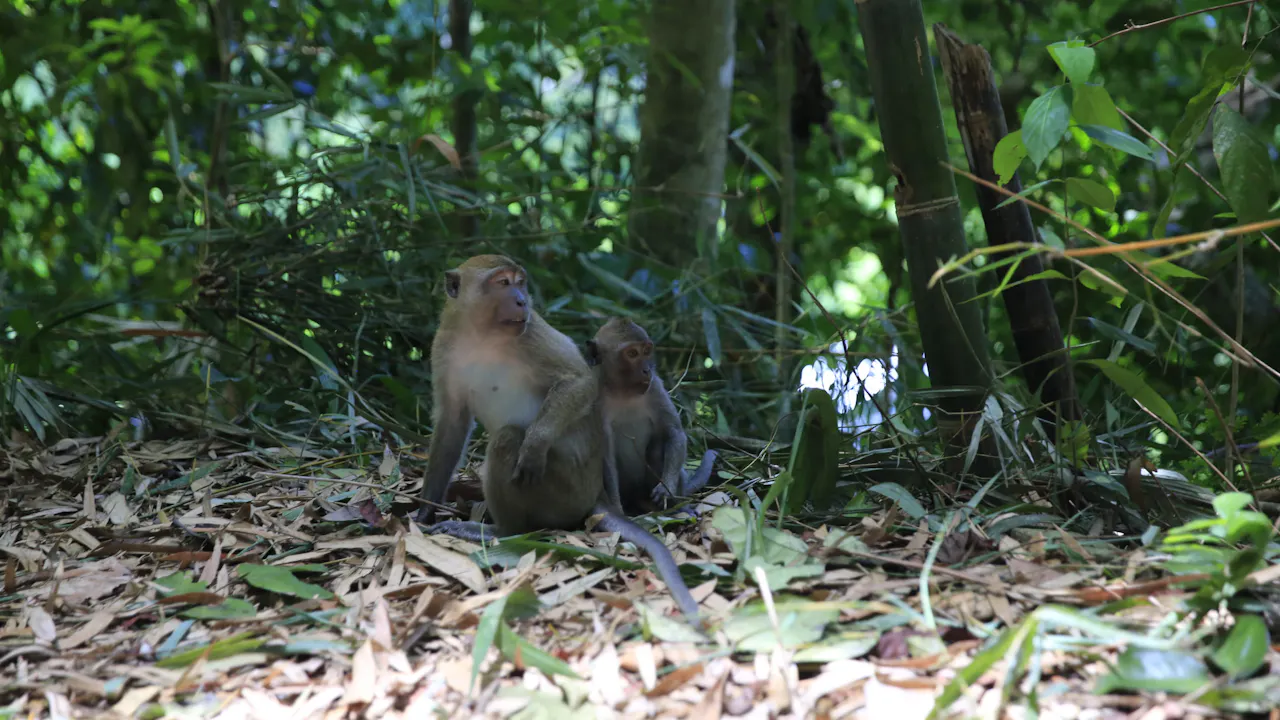 Khao Sok Jungle Trek Tour