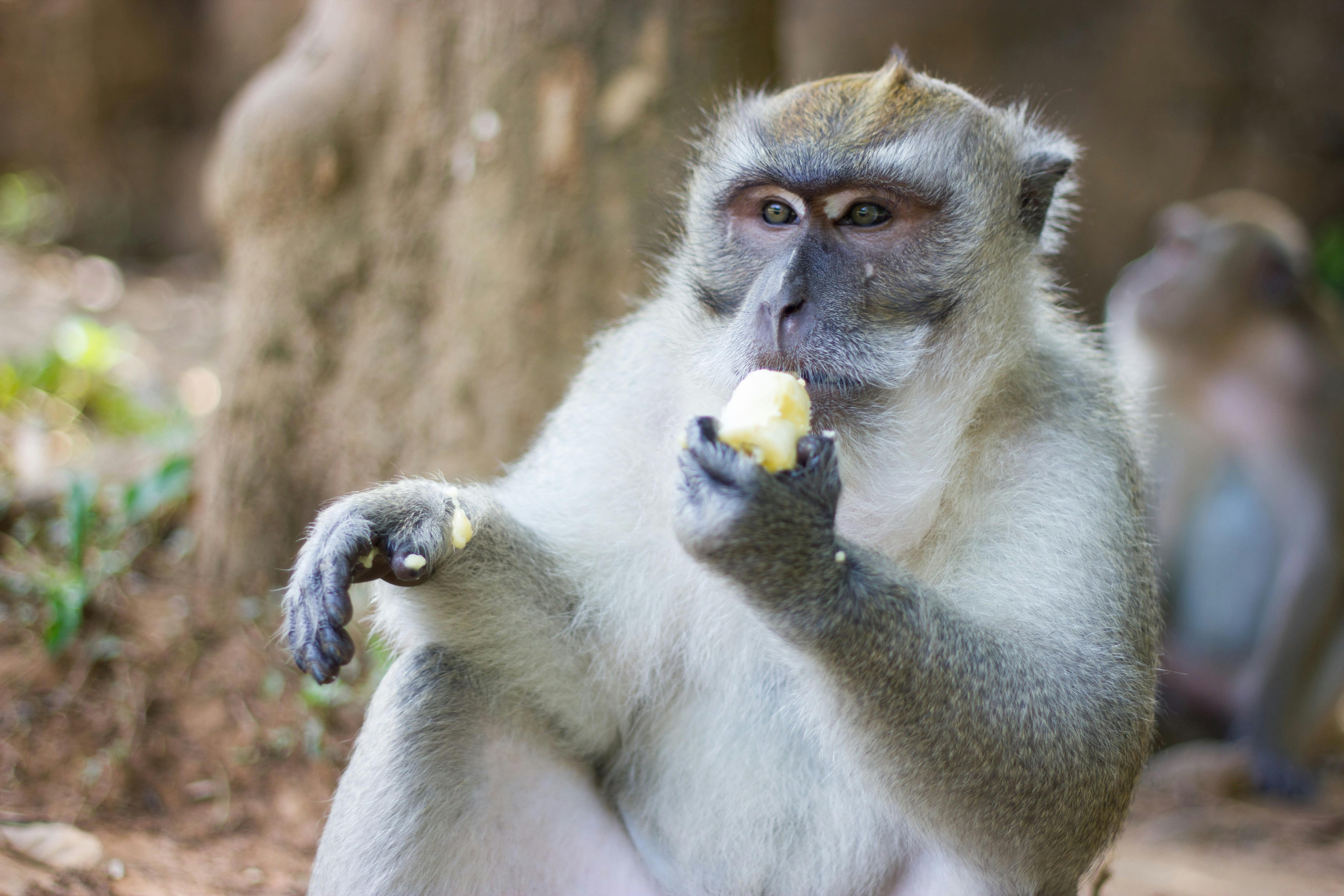 Khao Sok 3 Day Tour Category