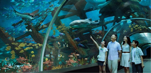 S.E.A Aquarium VIP Experience & Dolphin Island Tickets Price