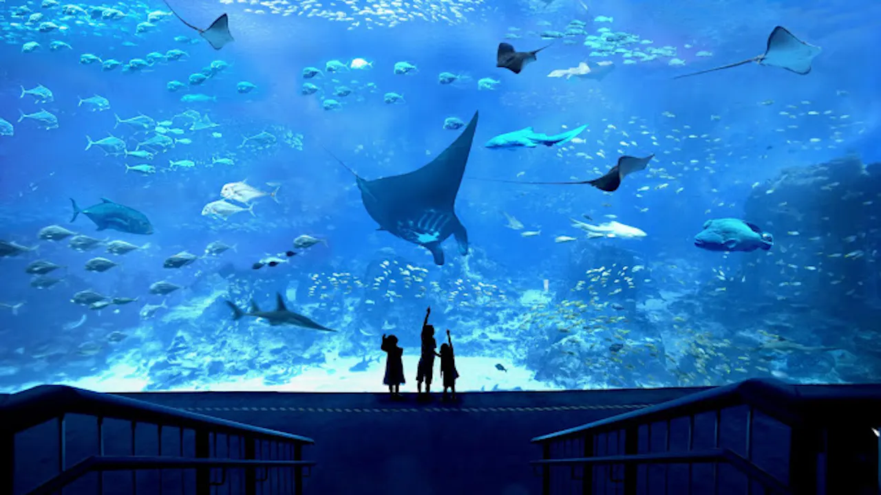 S.E.A Aquarium with Return Transfer