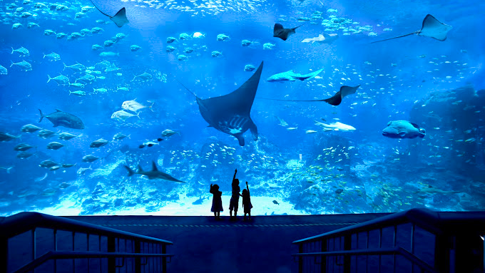 S.E.A Aquarium with Return Transfer
