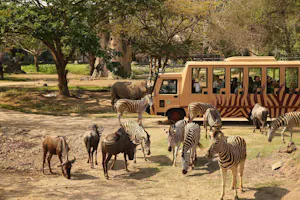 Bali Safari Tickets