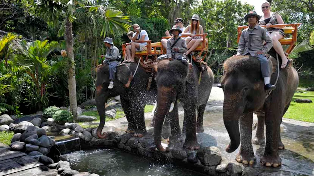 Bali Zoo with Elephant Experiences Discount