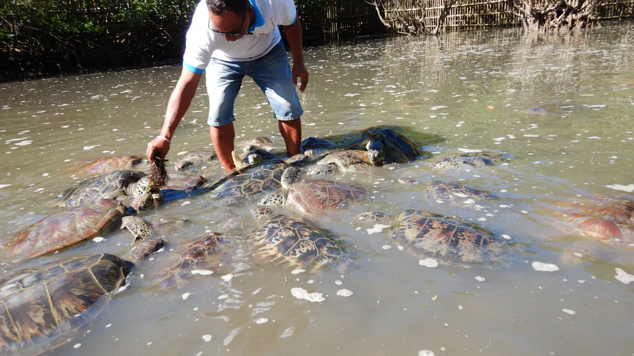 diving tanjung benoa