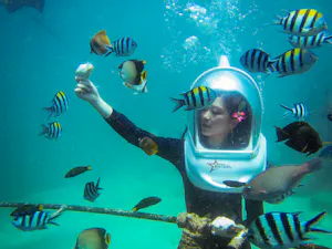 Mangrove & Snorkeling Adventure with a visit to Turtle Island.