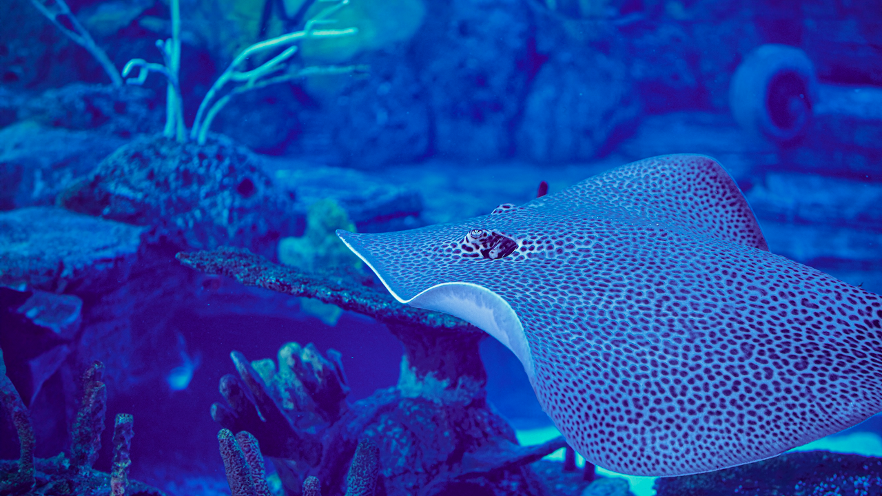 Marine Adventure and Safari in Bali Price