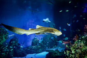 Marine Safari Bali Tickets