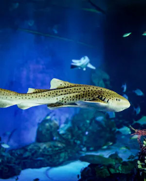 Marine Safari Bali Tickets