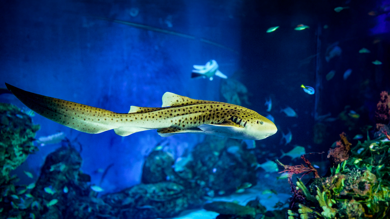 Marine Adventure and Safari in Bali Category