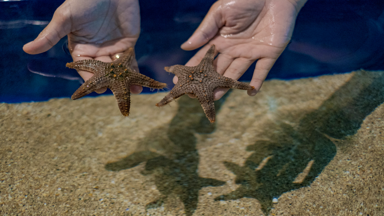 Marine Adventure and Safari in Bali Location