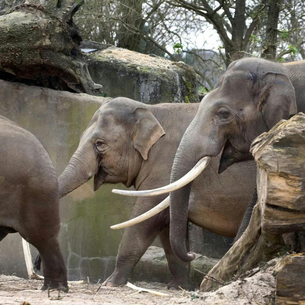 ARTIS Amsterdam Royal Zoo Location