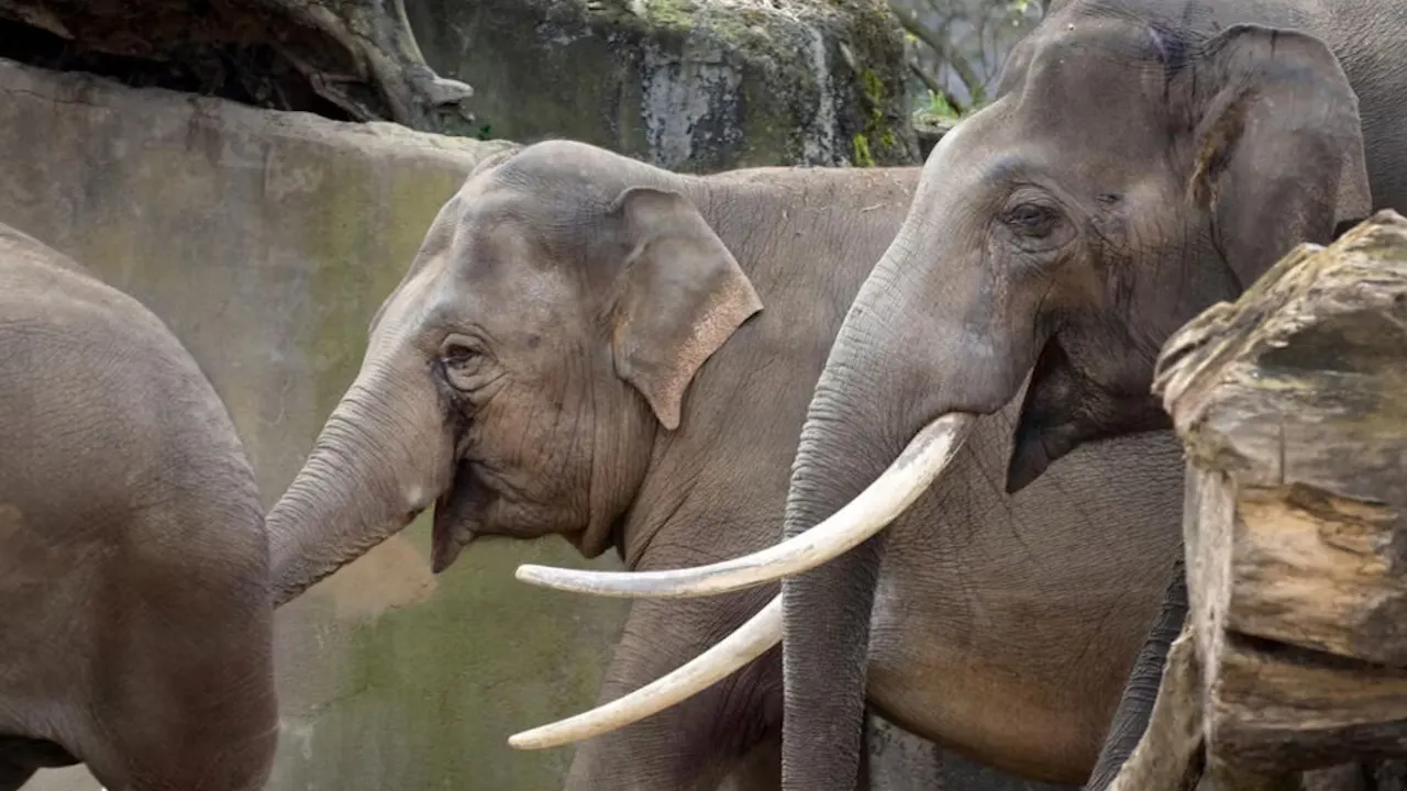 ARTIS Amsterdam Royal Zoo Location