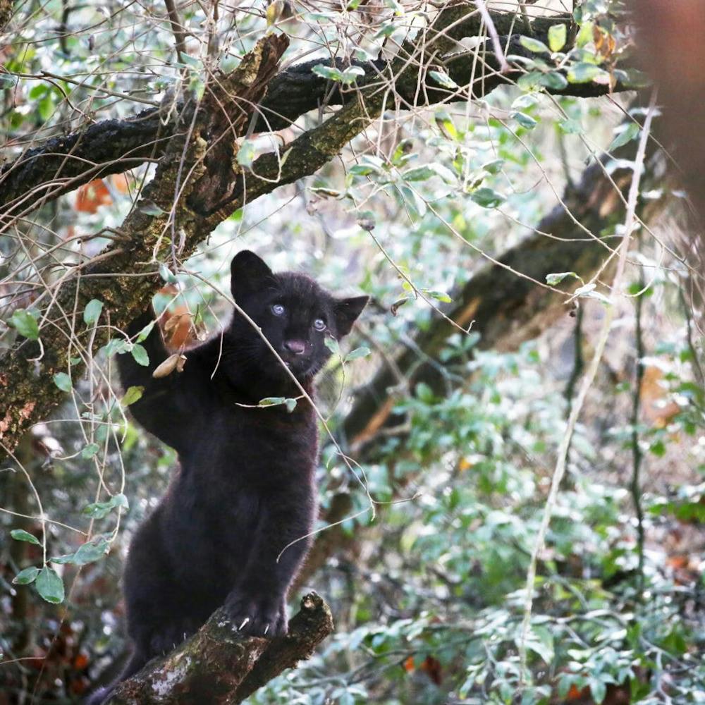 ARTIS Amsterdam Royal Zoo Discount