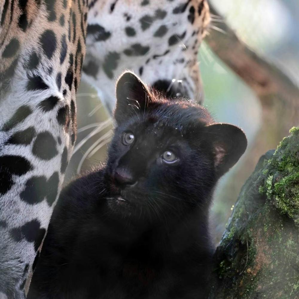 ARTIS Amsterdam Royal Zoo Ticket