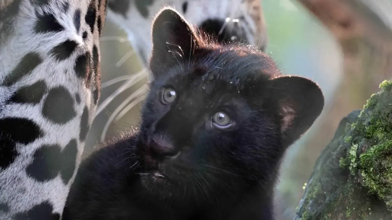 ARTIS Amsterdam Royal Zoo Ticket