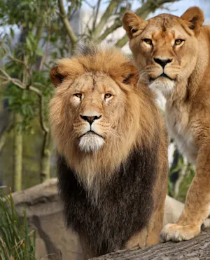 ARTIS Royal Zoo Tickets