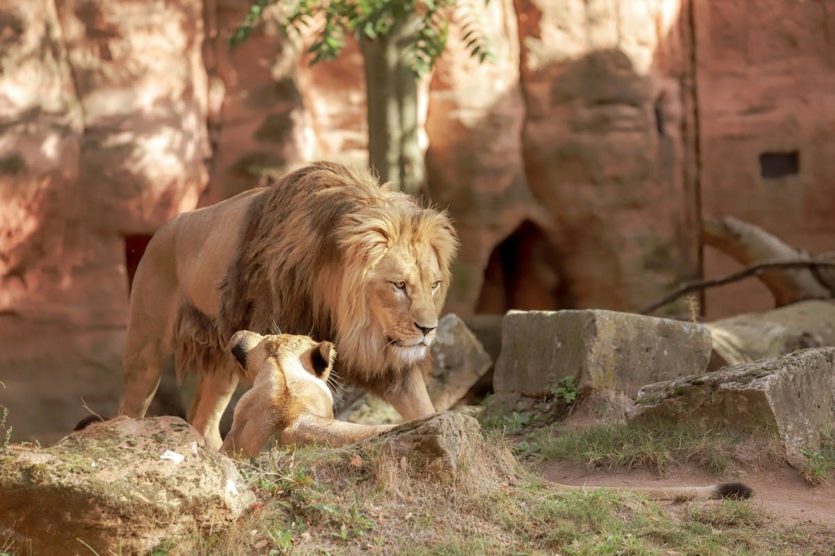 ARTIS Royal Zoo Tickets Discount