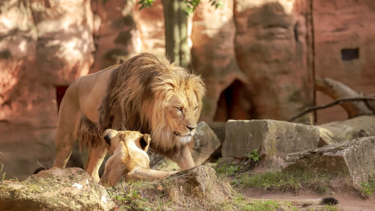ARTIS Royal Zoo Tickets Discount