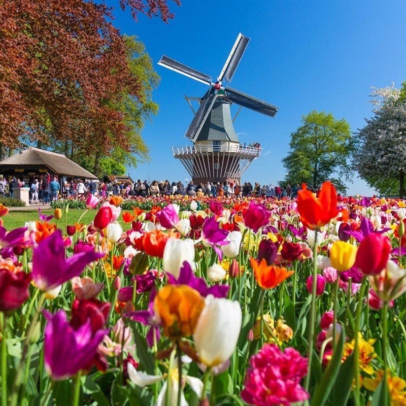 Keukenhof Tulip Garden Amsterdam Location