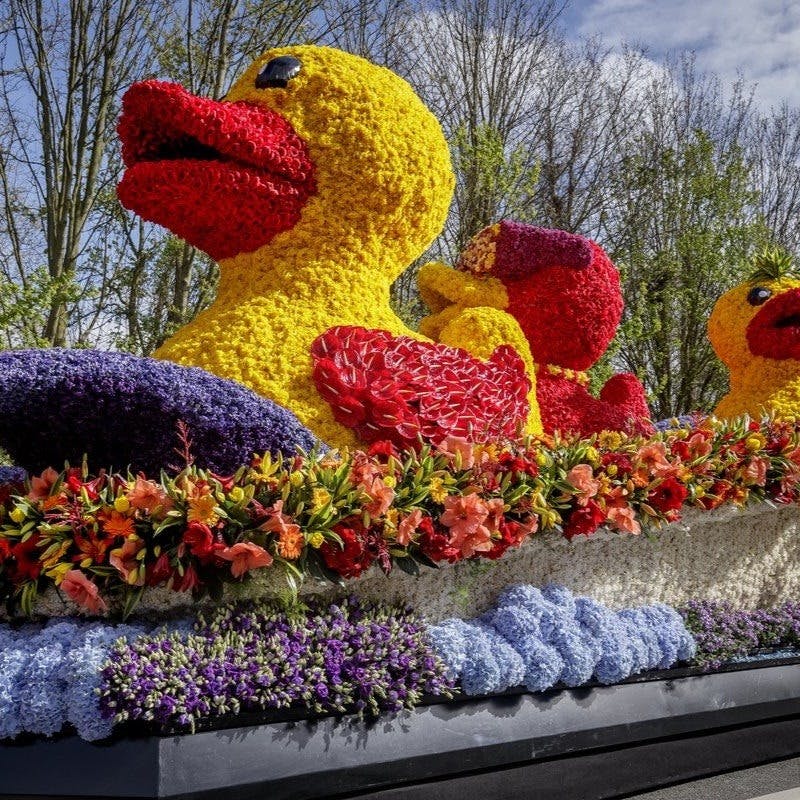 Keukenhof Tulip Garden Amsterdam Discount