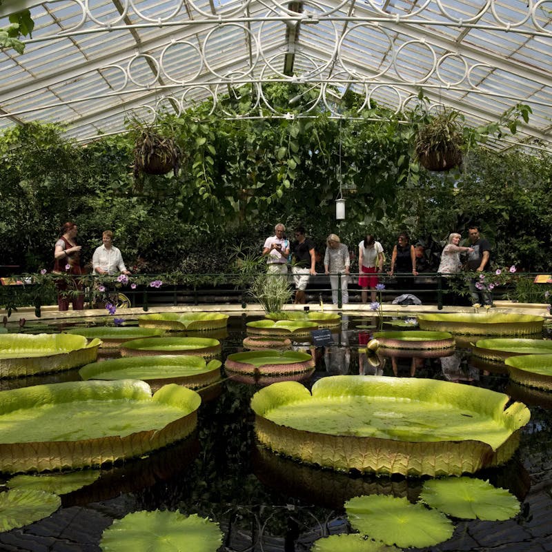 Kew Garden London Entry Tickets